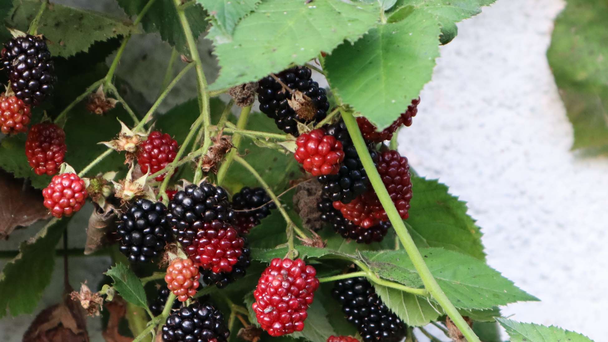Brombeeren
